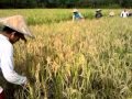 Kacau balau Pengelolaan Pangan Nasional