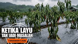CARA MENCEGAH LAYU FUSARIUM & BUSUK BATANG TANAMAN CABE