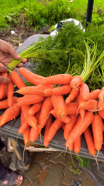 Ooty Different Carrots trending telugufoodies shortsfeed shorts ooty-different-carrots-trending-telugufoodies-shortsfeed-shorts