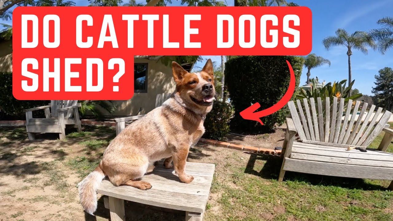 Are Cattle Dogs Prone To Deafness?