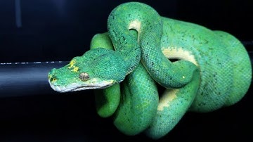 Blueline Green Tree Python