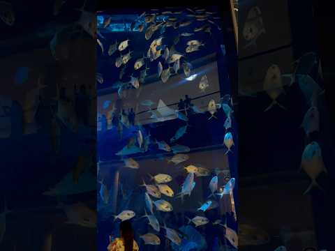 Dubai Aquarium and underwater zoo