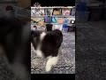 GUAU 😲 Ahora soy un niño grande 🐶 Videos de Perros Chistosos