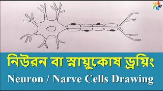 নিউরন বা স্নায়ুকোষ ড্রয়িং | How to Draw a Neuron Or Nerve Cells | (বাংলা) Voice Tutorial