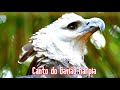 CANTO DO GAVIÃO HARPIA 🐤 🐤 🐥 🐥