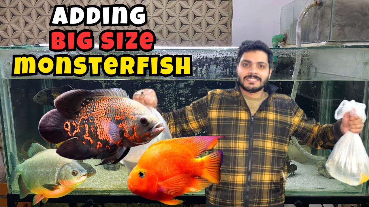 New BIG Fish Added! Oscar, Pacu & Parrot Fish in My Monster Aquarium 🐠🔥