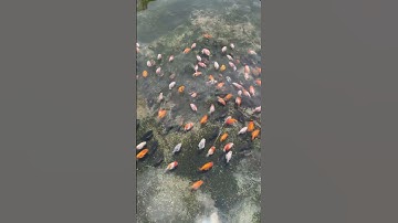 chăn heo nước #goldfishtank #goldfish #ranchu_goldfish