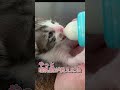 道端に捨てられ国道に出て来てしまった子猫を育てています#ねこ #ほごねこ #こねこ #ねこのいる生活