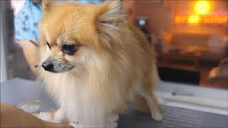 Pomeranian Cinsi Köpeğin Makas Tıraşı