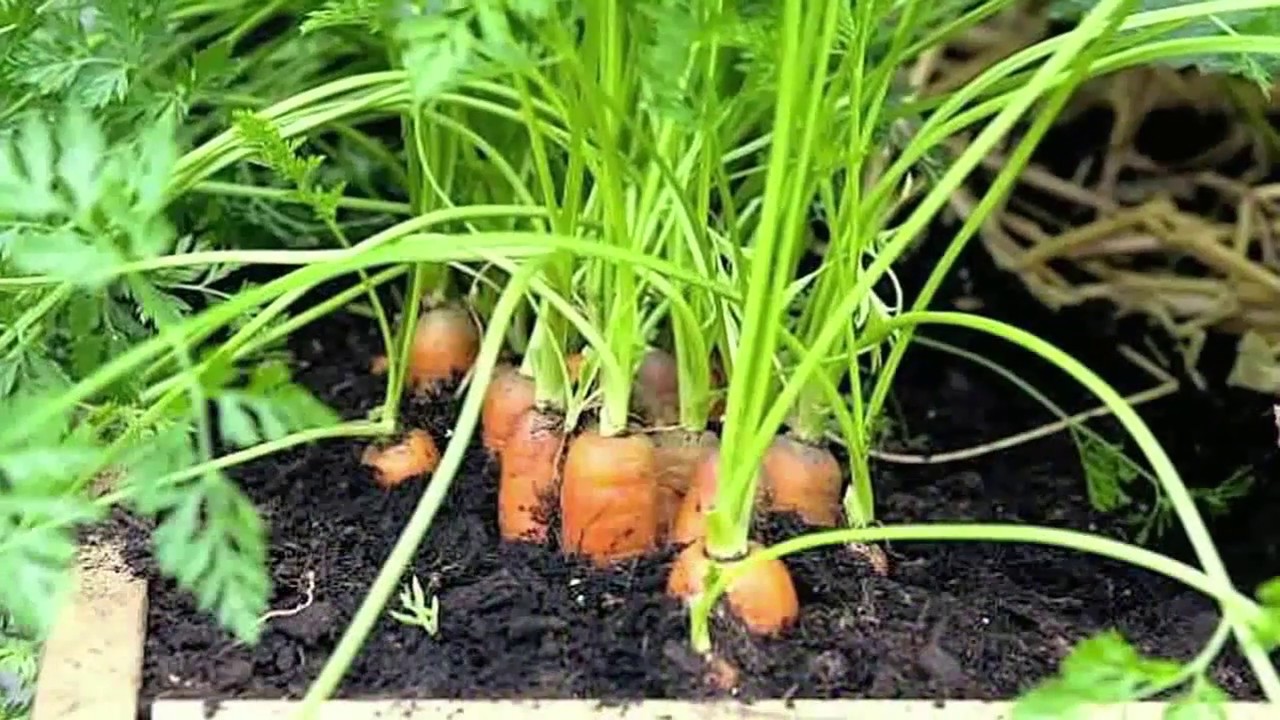 Как растет морковь. Морковь на грядке. Морковь в огороде. Морковь растет на грядке. Морковная грядка.