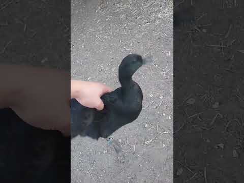 البط الأسود