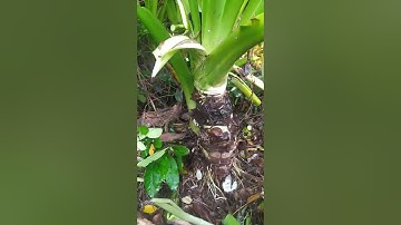 QUÁ NHIỀU CỦ BẠC HÀ NÚI : THẦN DƯỢC CỨU BỆNH HIỂM NGHÈO.