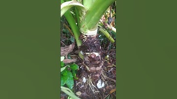 QUÁ NHIỀU CỦ BẠC HÀ NÚI : THẦN DƯỢC CỨU BỆNH HIỂM NGHÈO.