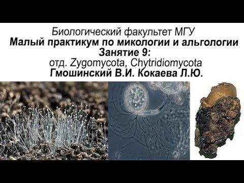 Video: Forskellen Mellem Mastigomycotina Og Zygomycota