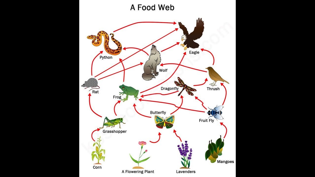 How to draw Food Chain Diagram poster chart drawing for school students (  easy ) step by step - YouTube | Food chain diagram, Easy drawings, Food  drawing