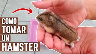 Como TOMAR o SOSTENER un HAMSTER SIN QUE MUERDA!  MANIPULACION DEL HAMSTER