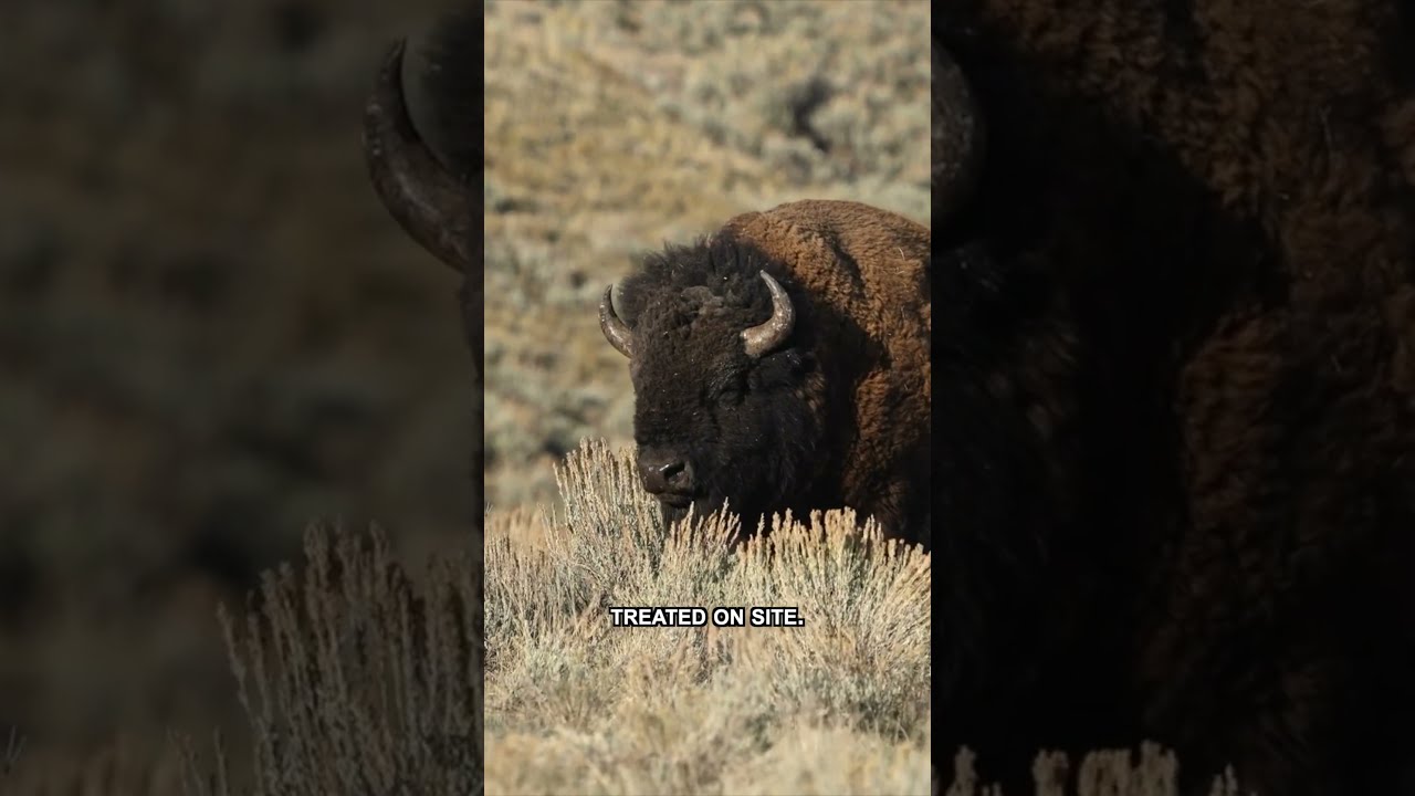 Florida Man Is First Bison Goring Of The Season At Yellowstone National Park