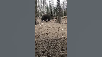 Встреча с дикими кабанами в лесу