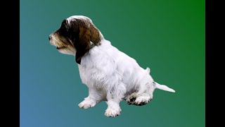 Petit Basset Griffon Vendéen