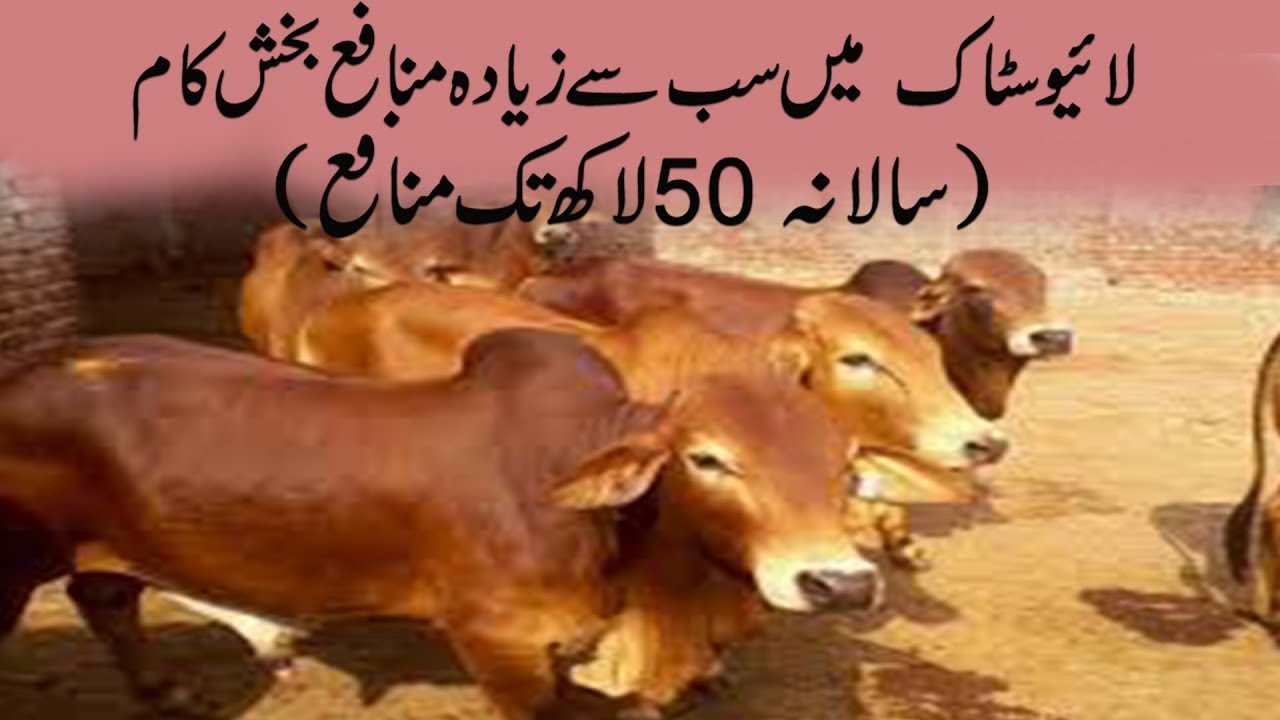 SPU - A profitable livestock farming segment