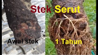 Hasil Stek serut 1 Tahun (cara perawatan, media tanam dll)