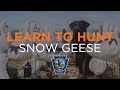 Learn to Hunt: Snow Geese