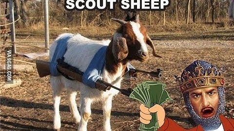 How to always find your sheep