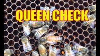 Beekeeping:  3 Way Bee Hive Split Search for Virgin Queens Check #2