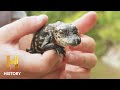Swamp People: Landry Family Captures Huge Gators (Season 13)