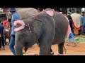 หนุ่มๆนำ้ลายไหล❗️สาวเซ็กซี่ที่สุดในหมู่บ้านมา😂บัวบานถึงกับเขิล⭕️एक हाथी,elephant