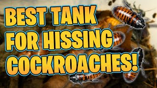 What is The Best Enclosure for Hissing Cockroaches!