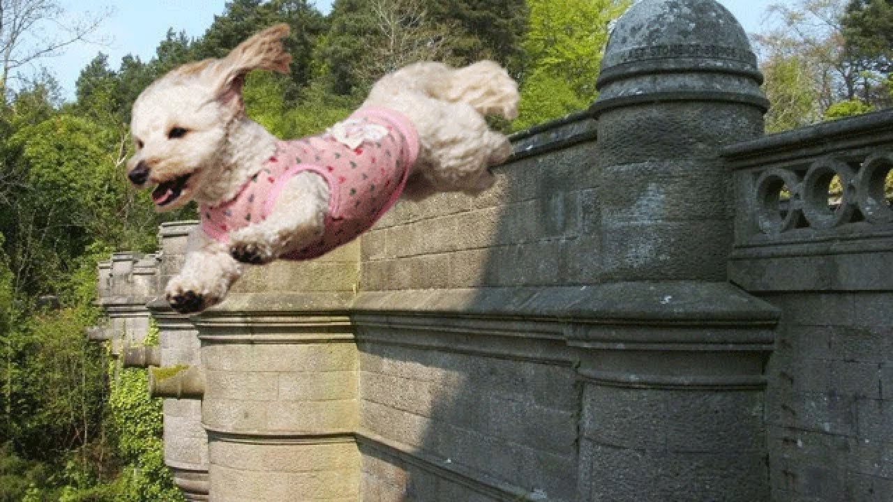 The Mystery of the Overtoun Bridge 