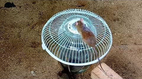 Head Fan Mouse Trap | Best Mouse Trap - DIY Homemade 2021