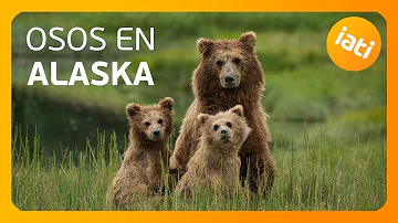 ¿Cómo protegerse de los osos en Alaska?