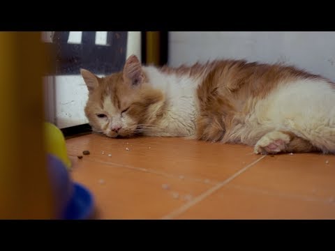 Video: Kucing Hilang Ditemukan Setelah 7 Tahun