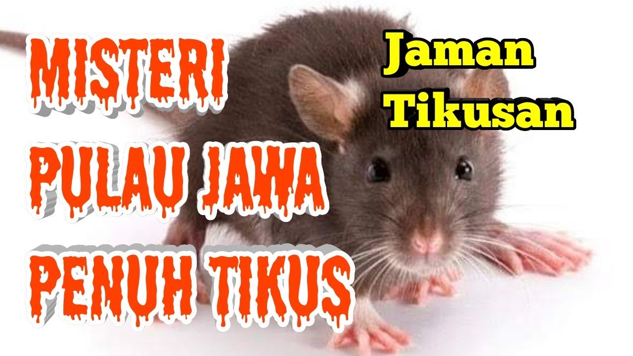 MISTERI JAMAN TIKUSAN, PULAU JAWA DIPENUHI TIKUS 