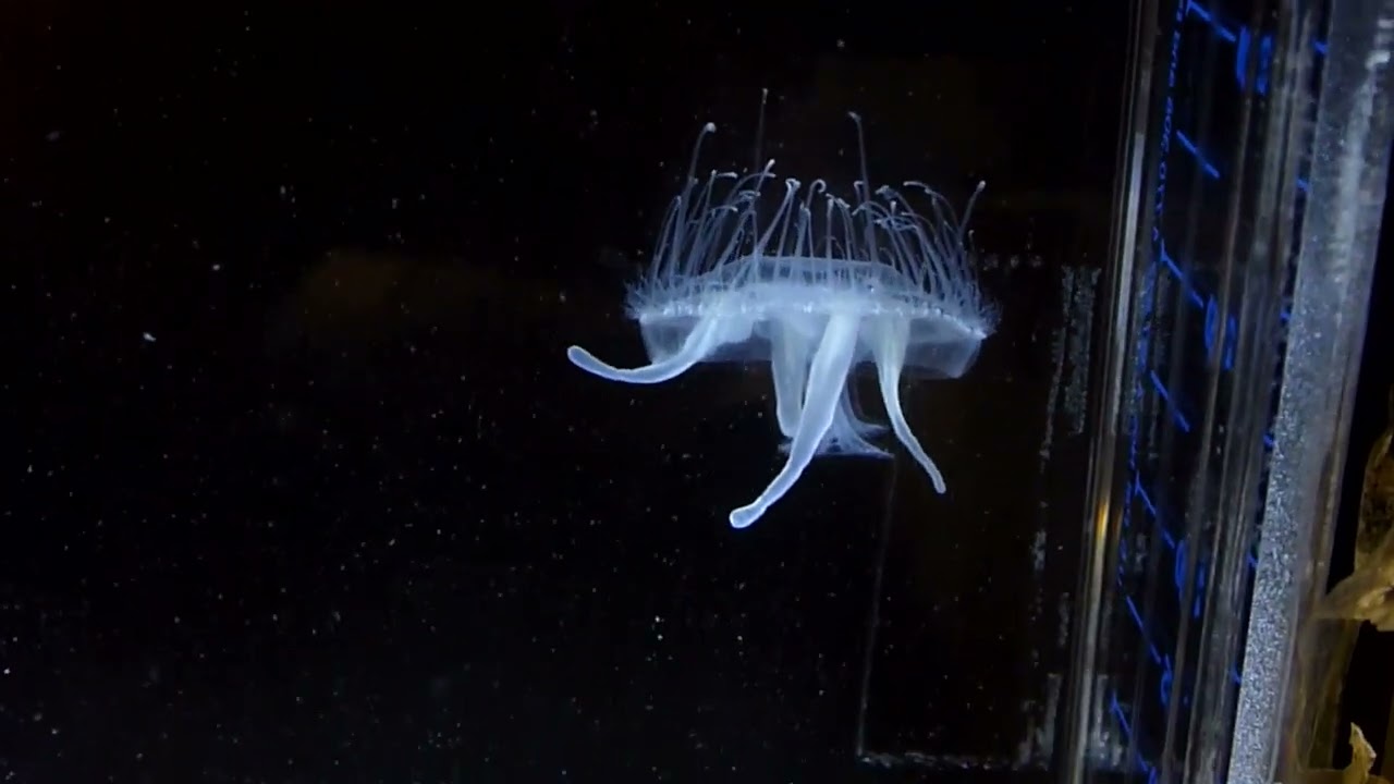マミズクラゲ Jellyfish Youtube マミズクラゲ Jellyfish Youtube