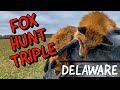 Fox Hunting TRIPLE up using foxpro calls: Self Filmed