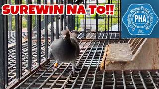 KAISA ISANG IBON NA NAKALABAS NANG TRAPDOOR!!