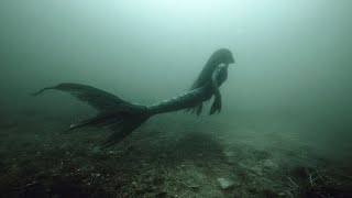 Celebrity Disturbing Mermaid Encounters Clearly Caught On Camera Wealth