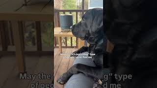 Way More Than Just A Dog.