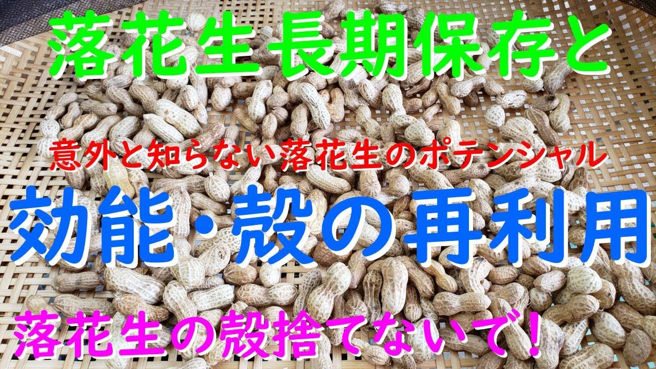 意外と知らない落花生の長期保存方法、効能効果と殻の再利用方法