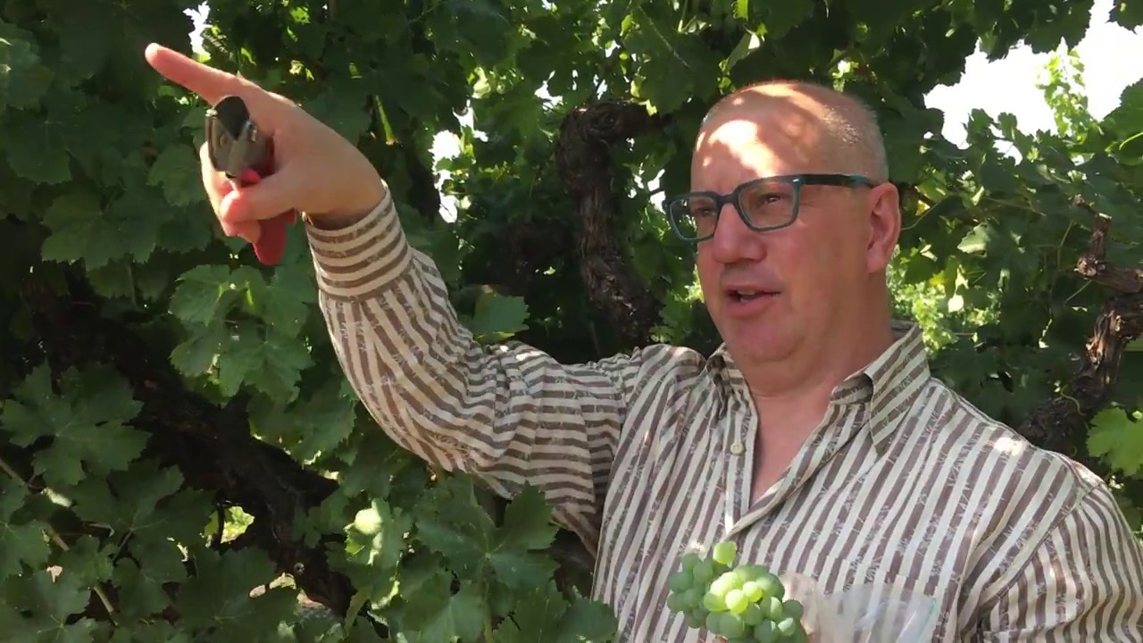 Sauvignon Blanc- Veraison Update from Morgaen Lee Vineyard 8/10/17