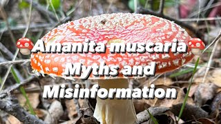 Amanita muscaria Myths & Misinformation: Psychedelic Santa Claus and Beserker Vikings