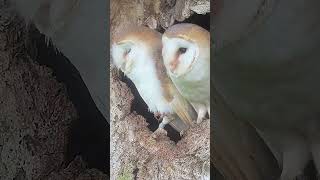 Barn owls Gylfie &amp; Finn&#39;s first chicks #robertefuller #gylfieandfinn #wildlives