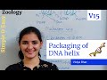Packaging of DNA helix | Nucelosome model | Chromatin | Histone | Nucleoid | Solenoid | Chromosome