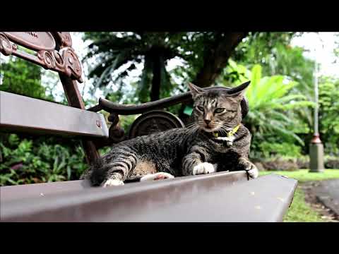 Vidéo: Tutoriel hilarant sur comment mettre un pull (sans déranger votre chat)