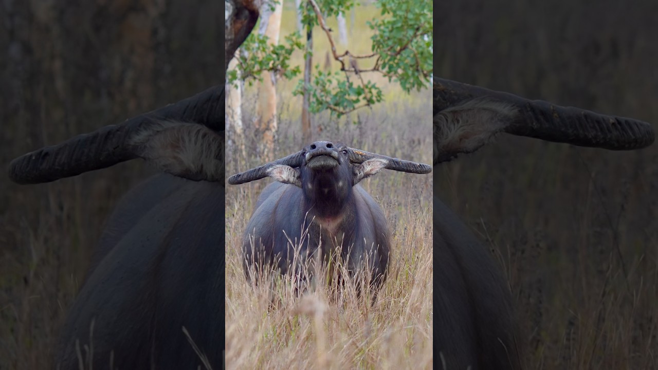 Wild Buffalo Stare Down! 👀💥🐃