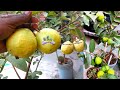 How to grow big guavas in a pot psidium guajava amrud in pots