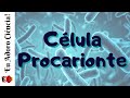 CITOLOGIA | Célula Procarionte (Célula, parte 1)